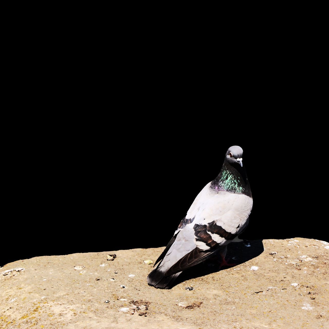 CLOSE-UP OF PIGEON PERCHING ON A PAPER