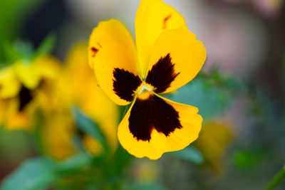 Close-up of yellow flowering plant