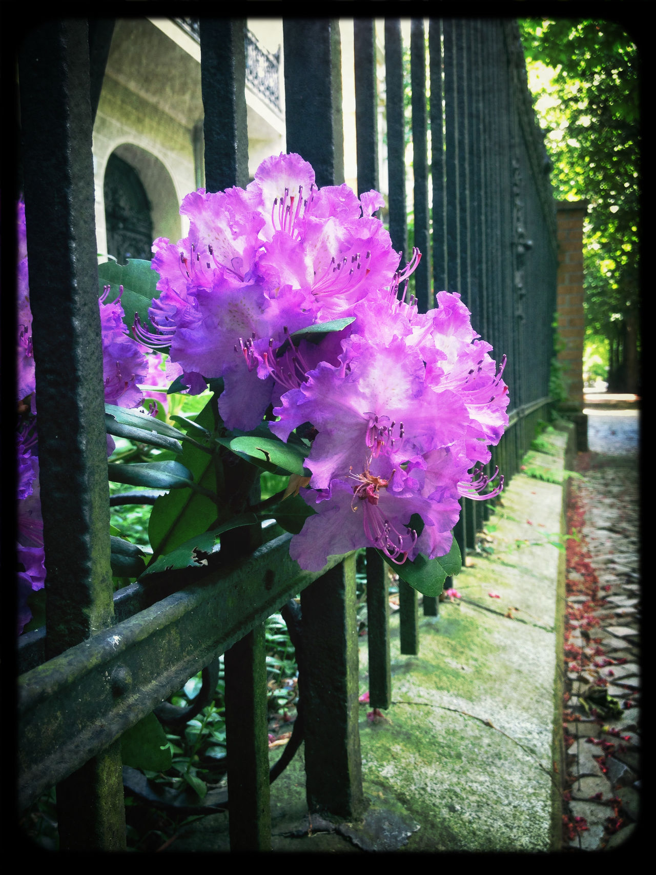 Rhododendrons