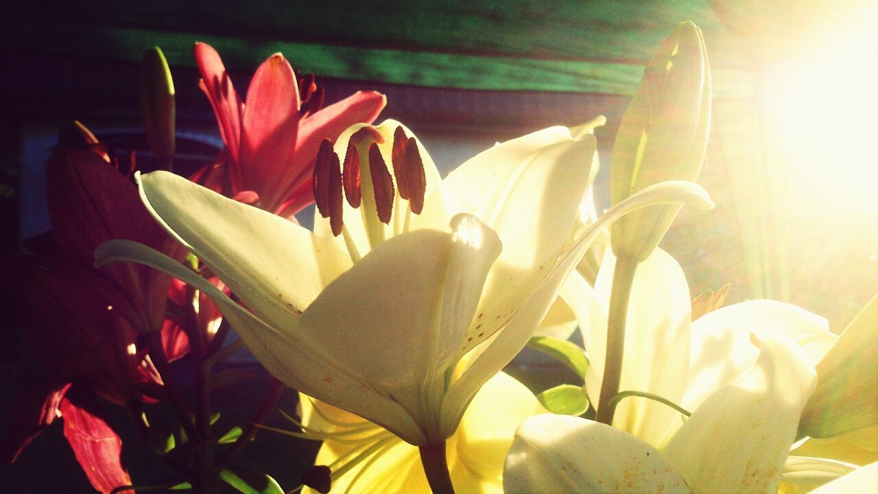 flower, petal, flower head, freshness, fragility, beauty in nature, growth, plant, blooming, nature, close-up, tulip, in bloom, leaf, indoors, sunlight, stem, yellow, blossom, pollen