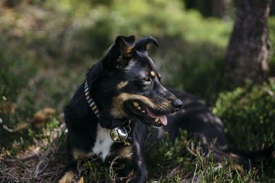 Dog looking away on field