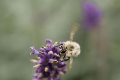 Close-up of bee on purple flower