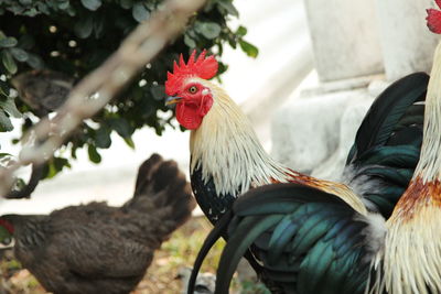 Close-up of rooster