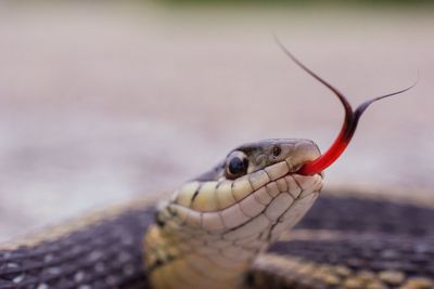 Close-up of snake