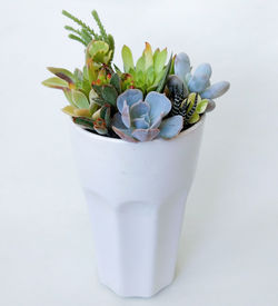 Succulent terrarium in white ceramic highball pot