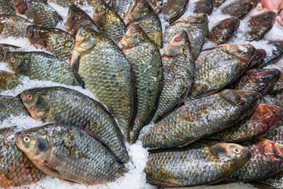 High angle view of fish for sale in market