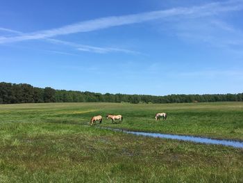 Sheep grazing in a field