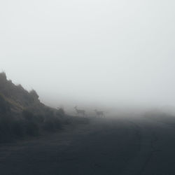 Deer walking on road during foggy weather