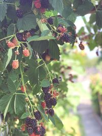 Berries growing on tree