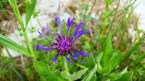 Close-up of purple flowering plant on field