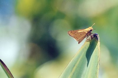 Close-up of butterfly on leaf