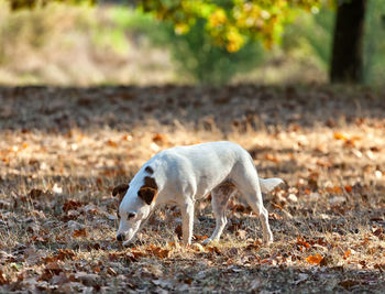 Adorable jack russell terrier in autumn.