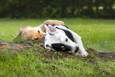 View of a dog on grassy field