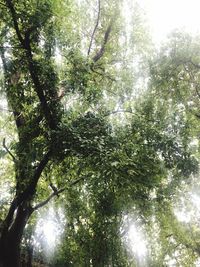 Low angle view of sunlight streaming through trees in forest