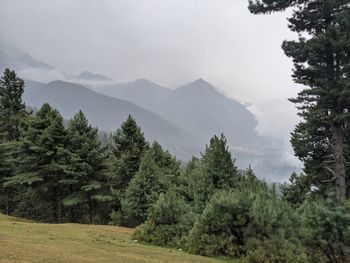 Scenic view of pine trees by mountains against sky