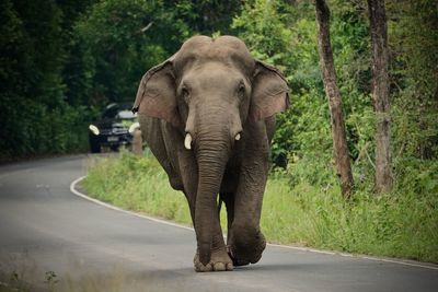 Elephant walking in a forest
