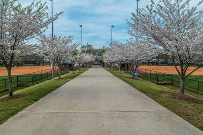 Trees on field against sky