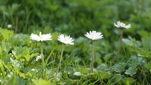 Close-up of white flowering plants on field