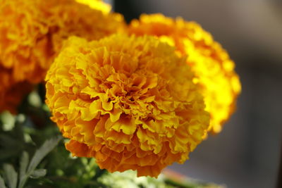 Close-up of yellow flower