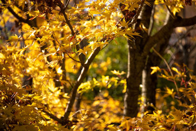 Close-up of yellow maple leaves on tree