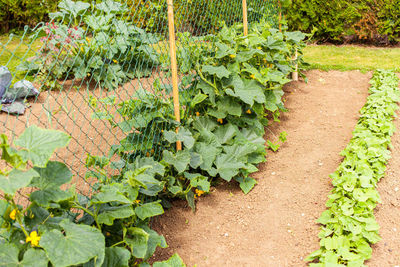 High angle view of plants growing in garden