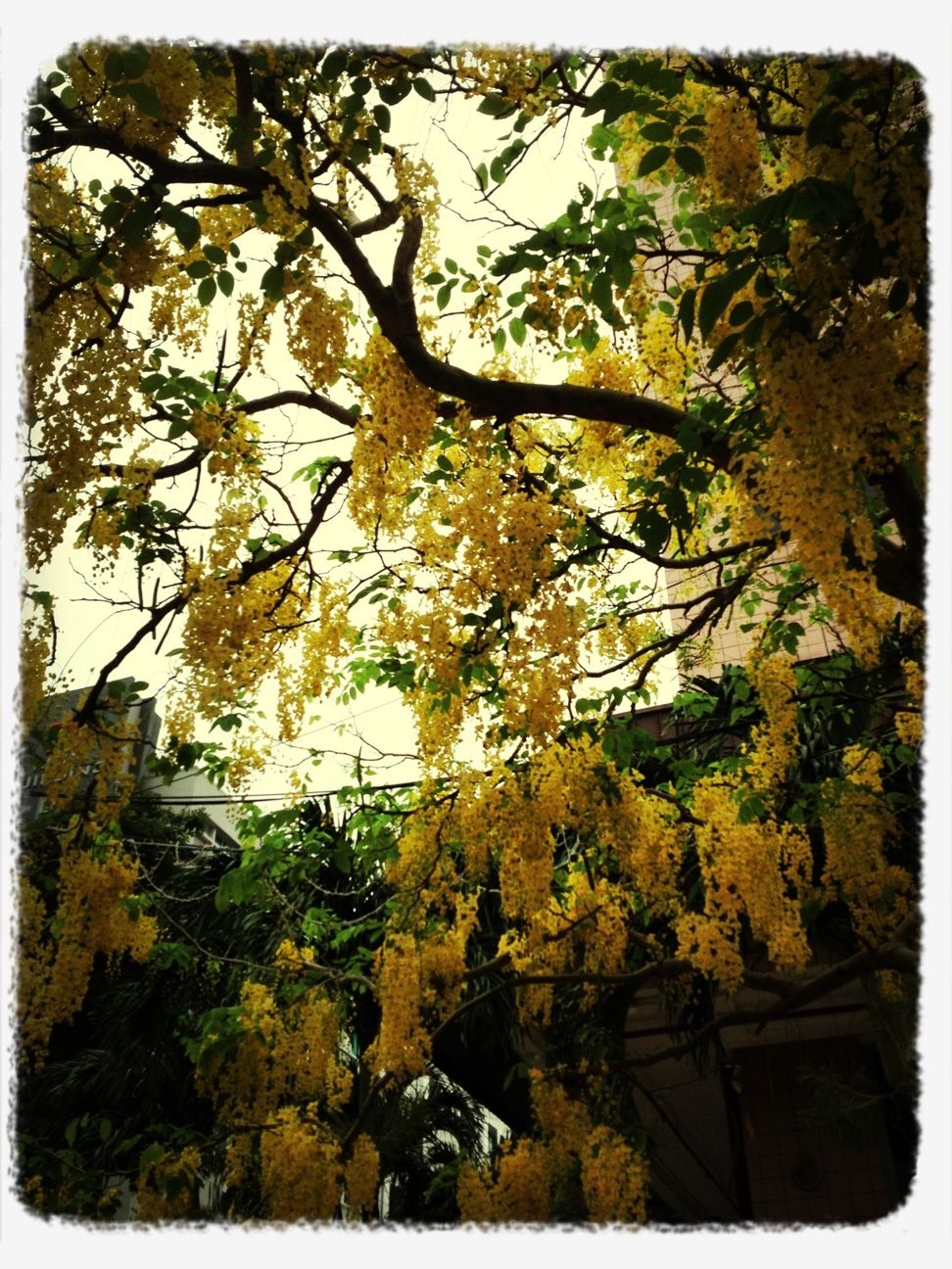 Yellow blossoms