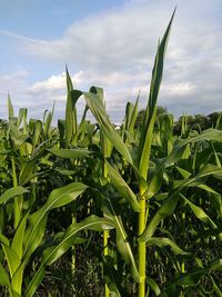 Close-up of crops growing on field against sky