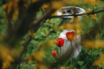 Close-up of poppy blooming outdoors