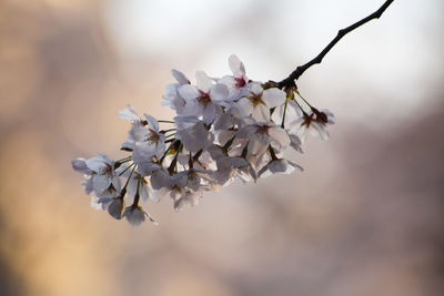 Close-up of cherry blossoms in spring