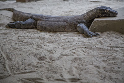 Monitor lizard on sand