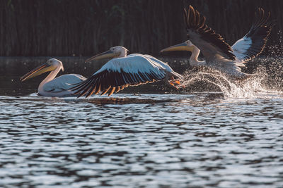 Pelicans flying over lake