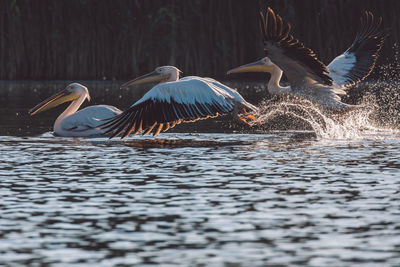 Birds flying over lake