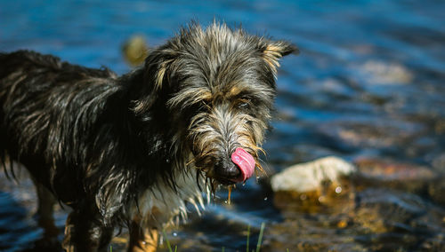 Close-up portrait of dog at lakeshore