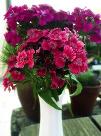 Close-up of pink flowers blooming outdoors