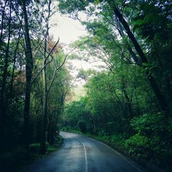 Empty road along trees