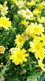 High angle view of yellow crocus flowers blooming on field