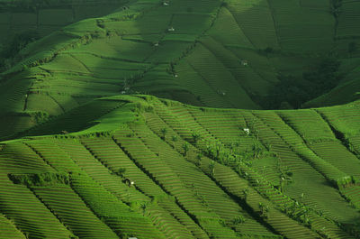 Full frame shot of banana leaf on field