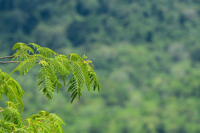 Close-up of fern leaves on tree