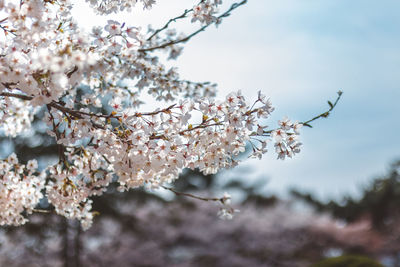 Close-up of cherry blossom tree