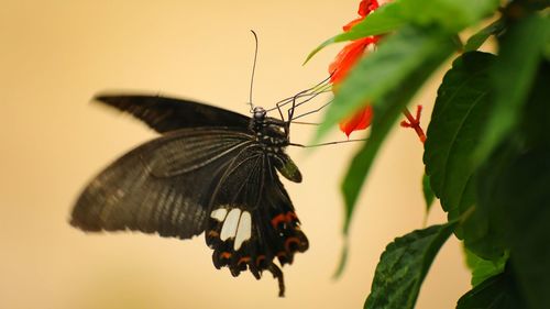 Close-up of butterfly pollinating on flower