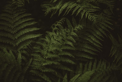 Full frame shot of palm tree leaves