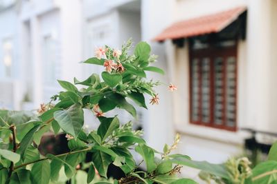 Close-up of flowering plant against building