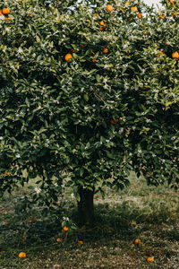 Low angle view of fruits on tree