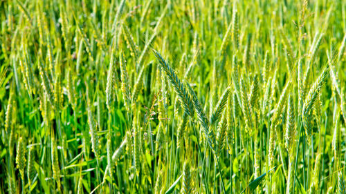 Full frame shot of wheat field