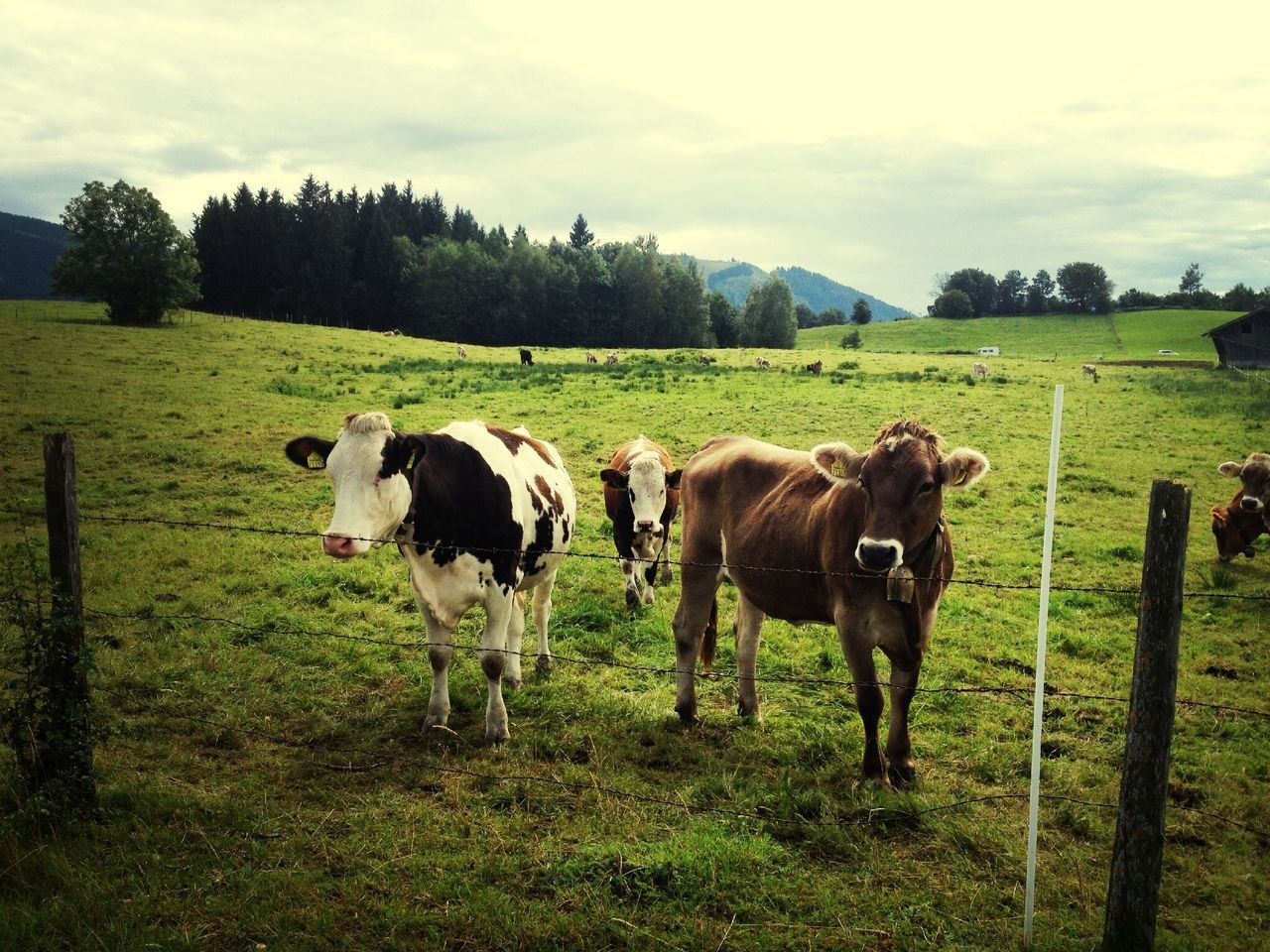 domestic animals, animal themes, mammal, grass, livestock, field, cow, green color, pasture, landscape, sky, grassy, horse, domestic cattle, grazing, cloud - sky, cattle, rural scene, nature, standing