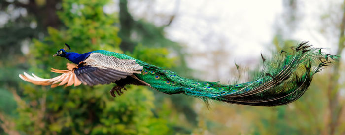 Close-up of bird flying