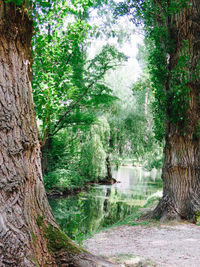 Narrow pathway along trees