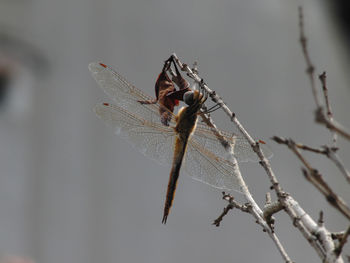 Close-up of dragonfly on twig