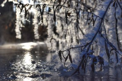 Close-up of frozen trees during winter