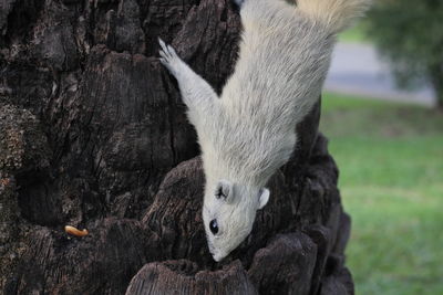 Close-up of animal on tree trunk